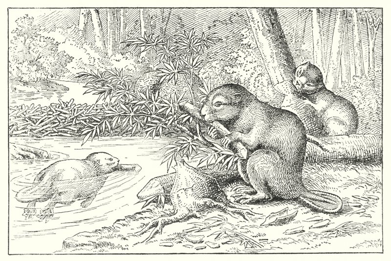 Beavers by English School