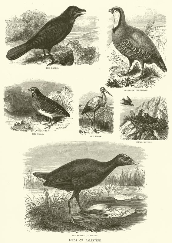 Birds of Palestine by English School