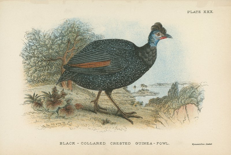 Black-Collared Crested Guinea-Fowl by English School