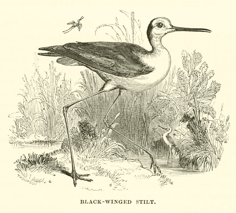 Black-Winged Stilt by English School