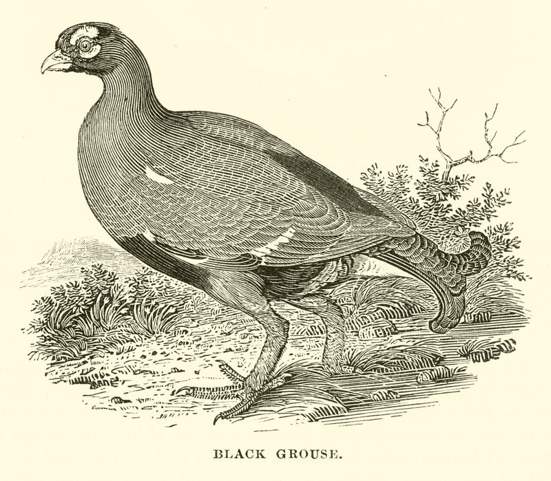 Black Grouse (engraving) by English School