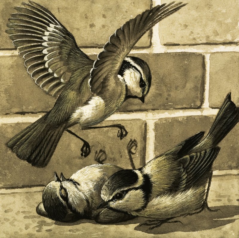 Bluebirds by English School