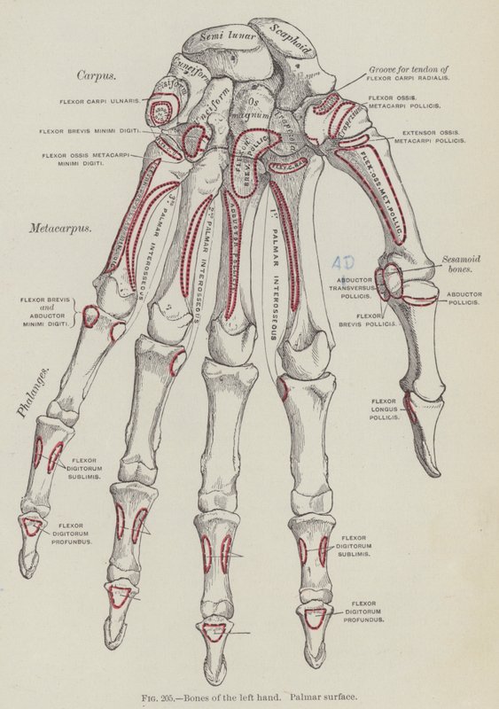 Bones of the left hand, Palmar surface by English School