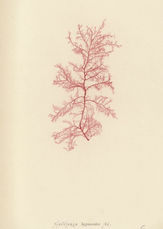 British Sea-Weed by English School
