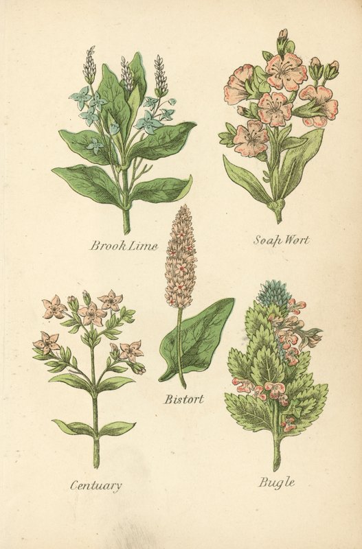 Brooklime, Soapwort, Bistort, Centaury, Bugle by English School