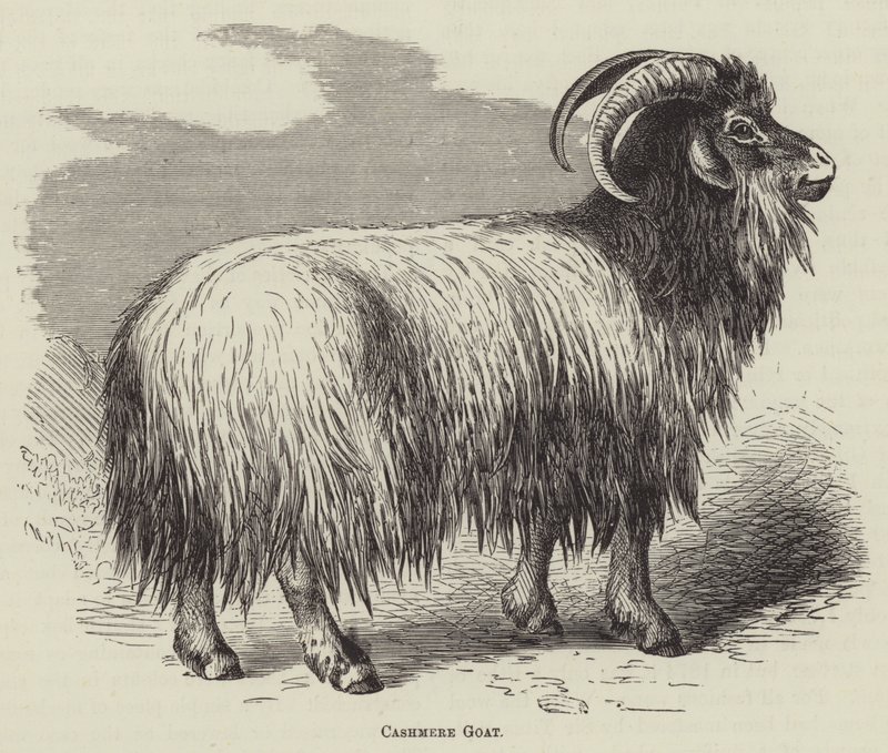 Cashmere Goat by English School