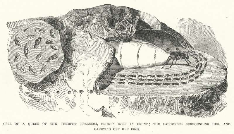 Cell of a Queen of the Termites Bellicosi, broken open in front; the Labourers surrounding her, and carrying off her Eggs by English School