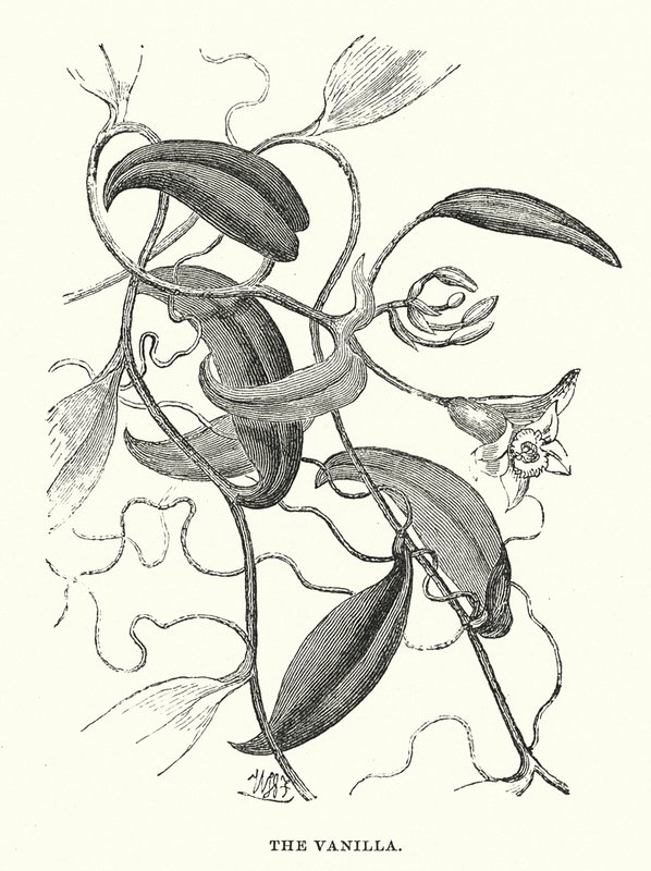 Central America: The vanilla by English School