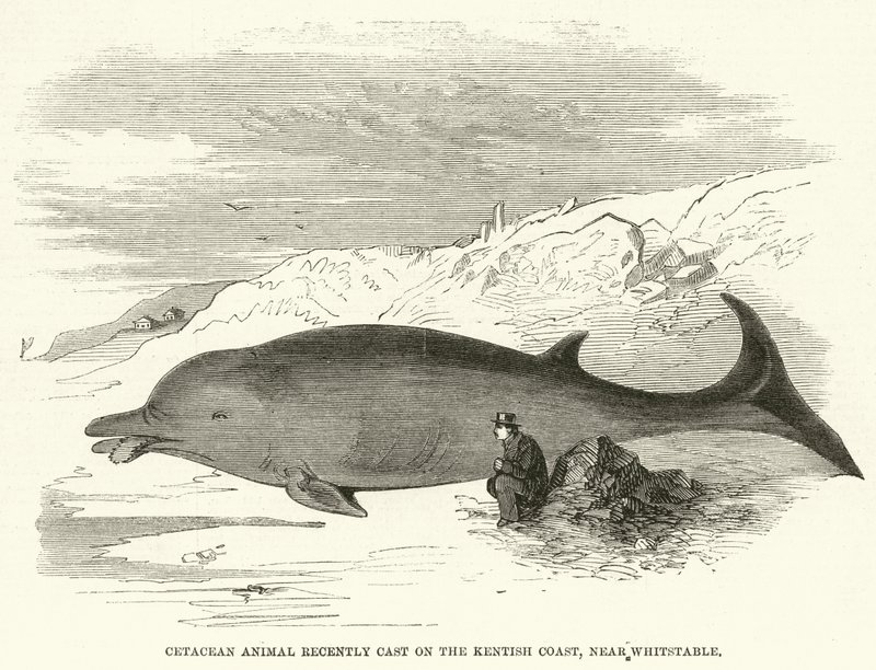 Cetacean Animal recently Cast on the Kentish Coast, near Whitstable by English School