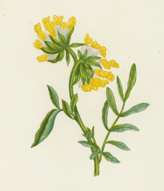 Common Kidney Vetch, Anthyllis Vulneraria by English School