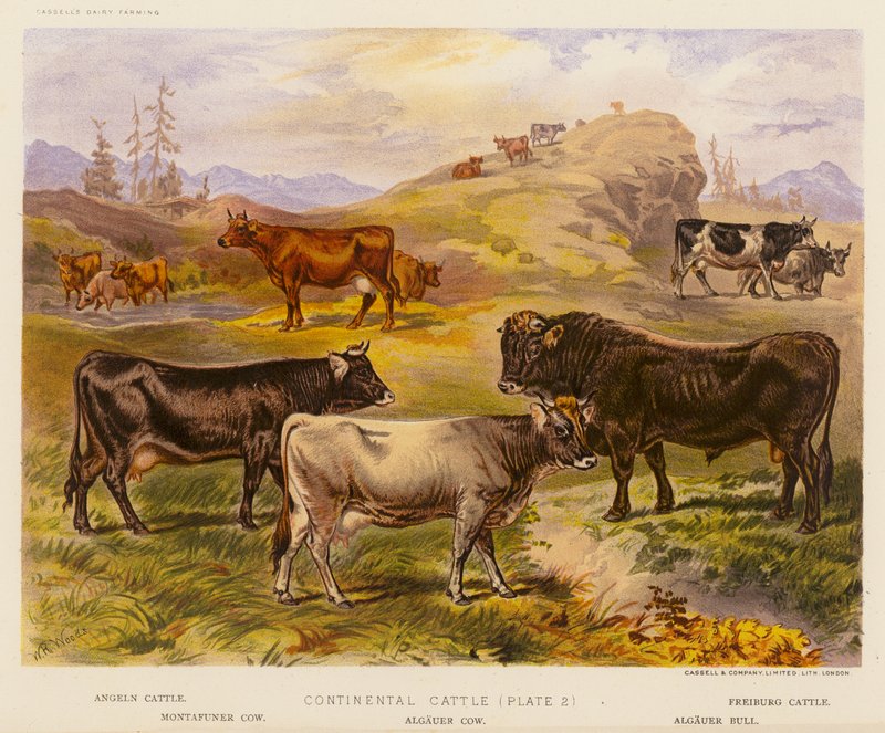 Continental Cattle by English School