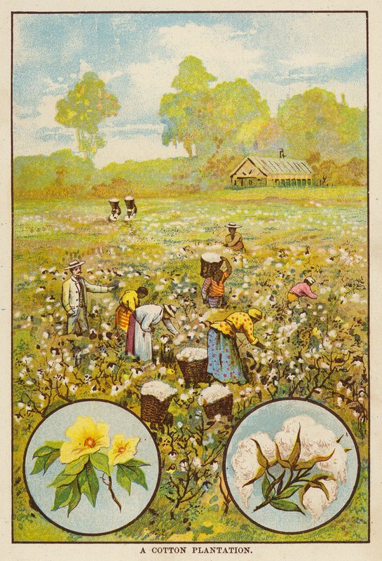 Cotton Plantation by English School