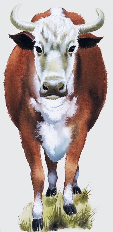 Cow by English School