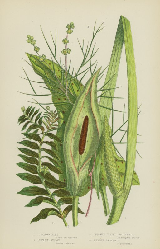 Cuckoo Pint, Sweet Sedge, Opposite Leaved Pondweed, Fennel Leaved Pondweed by English School
