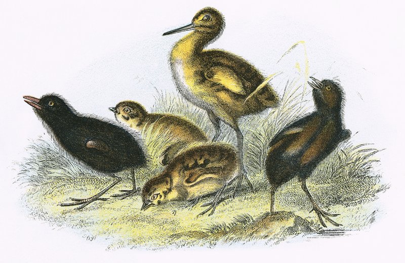 Curlew, Land Rail, Partridge and Moor Hen by English School