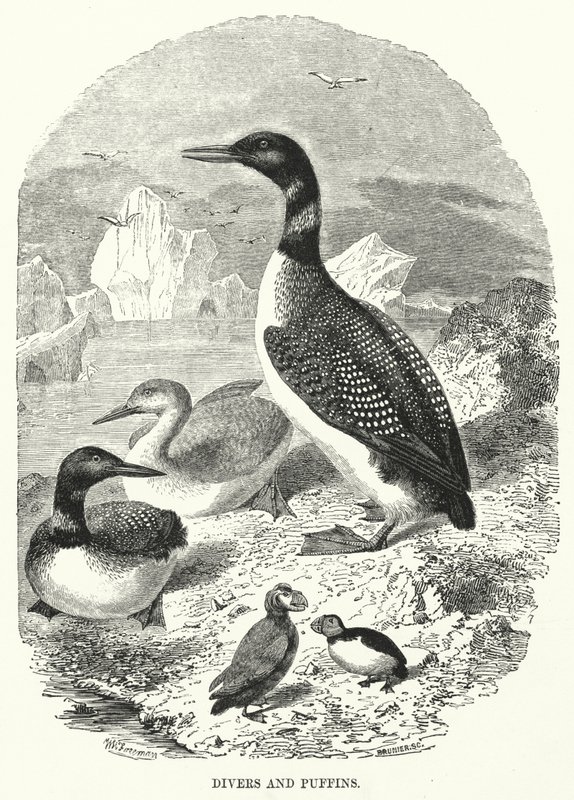 Divers and Puffins (engraving) by English School