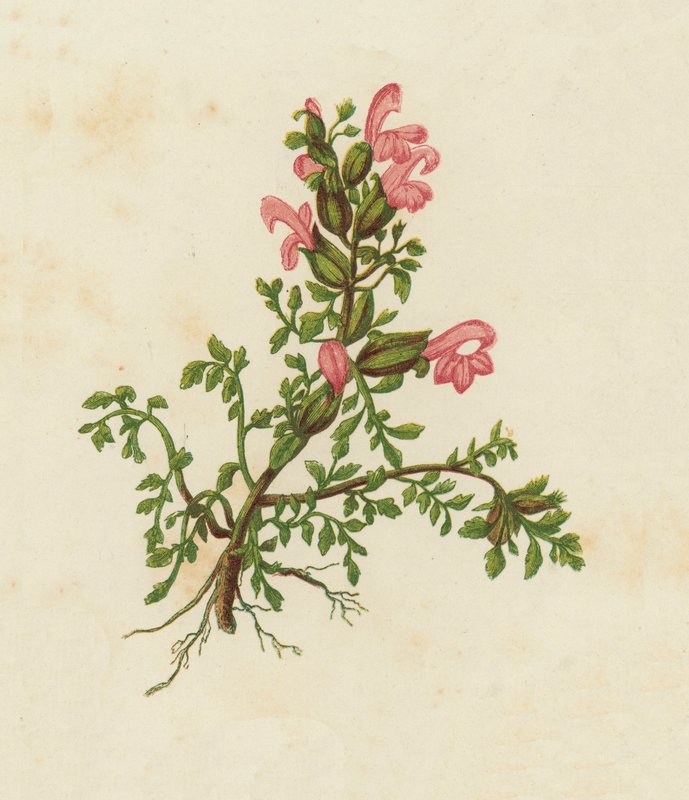 Dwarf Red Rattle, Pedicularis Sylvatica by English School