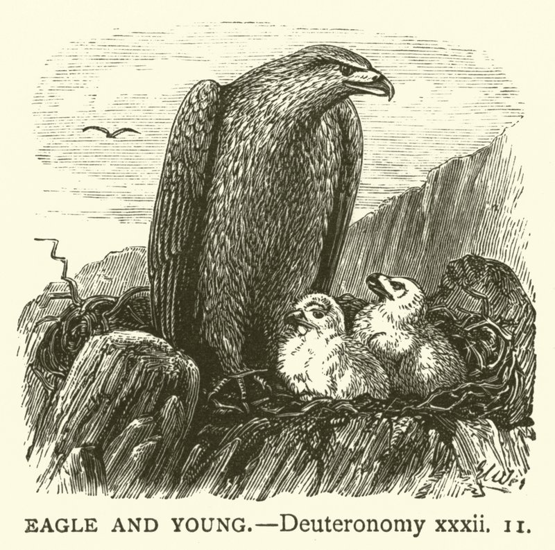 Eagle and Young, Deuteronomy, xxxii by English School
