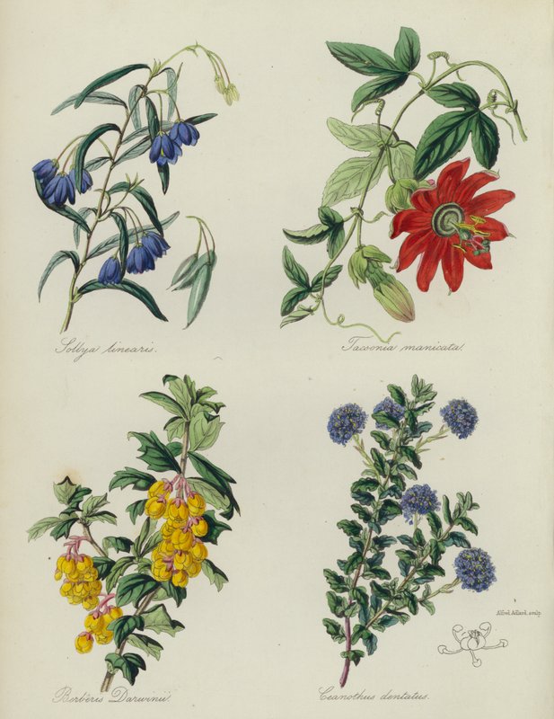 English Flower Garden: Sollya linearis, Tacsonia manicata, Berberis Darwinii, Ceanothus dentatus by English School