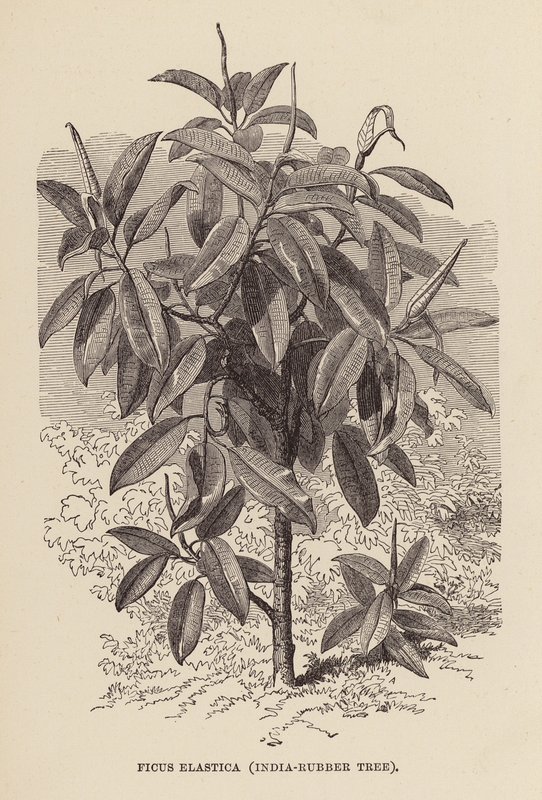 Ficus Elastica, India-Rubber Tree by English School