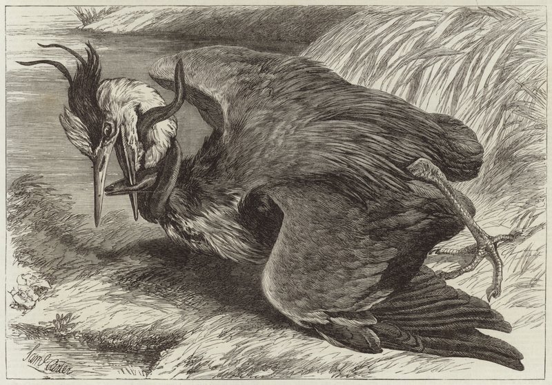 Fight Between a Heron and an Eel by English School
