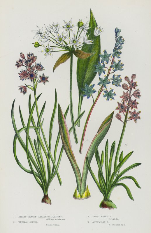 Flowering Plants of Great Britain: Broad Leaved Garlic or Ramsons, Vernal Squill, Twin Leaved Squill, Autumnal Squill by English School