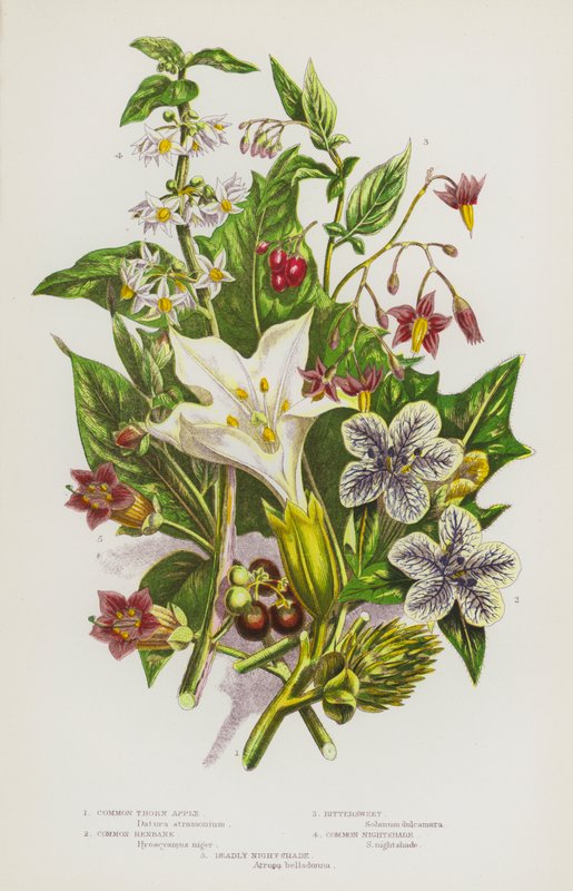 Flowering Plants of Great Britain: Common Thorn Apple, Common Henbane, Bittersweet, Common Nightshade, Deadly Nightshade by English School