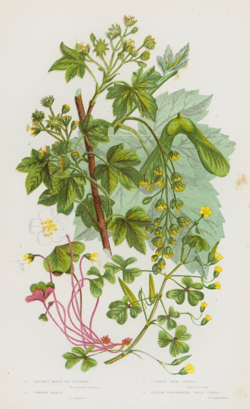 Flowering Plants of Great Britain: Greater Maple or Sycamore, Common Maple, Common Wood Sorrel, Yellow Procumbent Wood Sorrel by English School