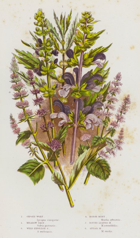 Flowering Plants of Great Britain: Gypsey-Wort, Meadow Sage, Wild English Sage, Horse-Mint, Round Leaved Mint, Spear Mint by English School