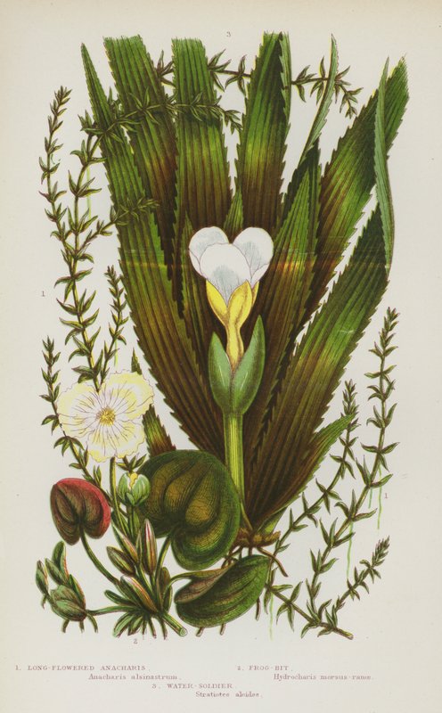 Flowering Plants of Great Britain: Long-Flowered Anacharis, Frog-Bit, Water-Soldier by English School