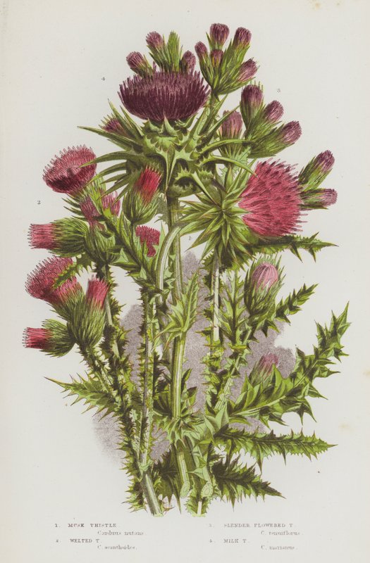 Flowering Plants of Great Britain: Musk Thistle, Welted Thistle, Slender Flowered Thistle, Milk Thistle by English School
