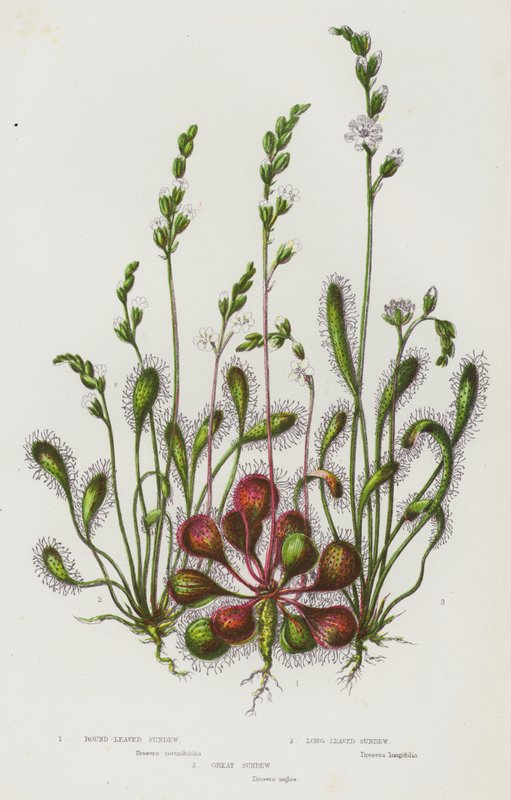 Flowering Plants of Great Britain: Round-Leaved Sundew, Long-Leaved Sundew, Great Sundew by English School