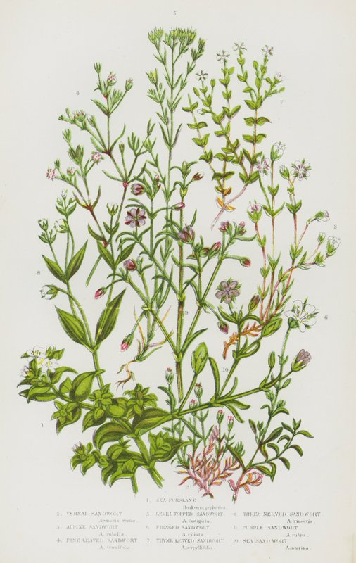 Flowering Plants of Great Britain: Sea Purslane, Vernal Sandwort, Alpine Sandwort, Fine Leaved Sandwort, Level Topped Sandwort, Fringed Sandwort, Thyme Leaved Sandwort, Three Nerved Sandwort, Purple Sandwort, Sea Sandwort by English School