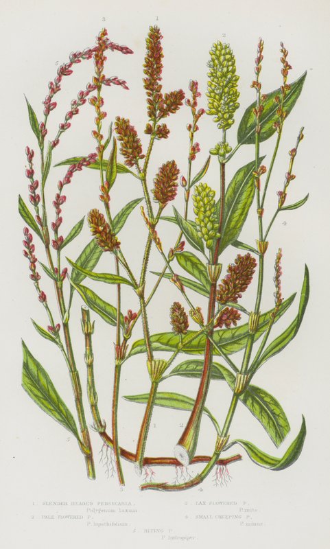 Flowering Plants of Great Britain: Slender Headed Persecaria, Pale Flowered Persecaria, Lax Flowered Persecaria, Small Creeping Persecaria, Biting Persecaria by English School