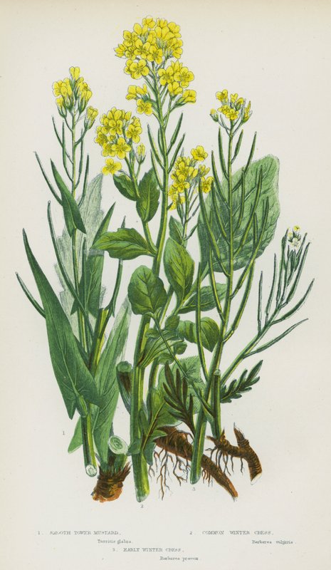 Flowering Plants of Great Britain: Smooth Tower Mustard, Common Winter Cress, Early Winter Cress by English School