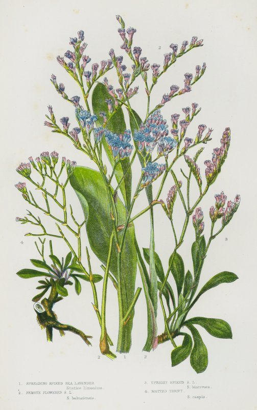 Flowering Plants of Great Britain: Spreading Spiked Sea Lavender, Remote Flowered Sea Lavender, Upright Spiked Sea Lavender, Matted Thrift by English School