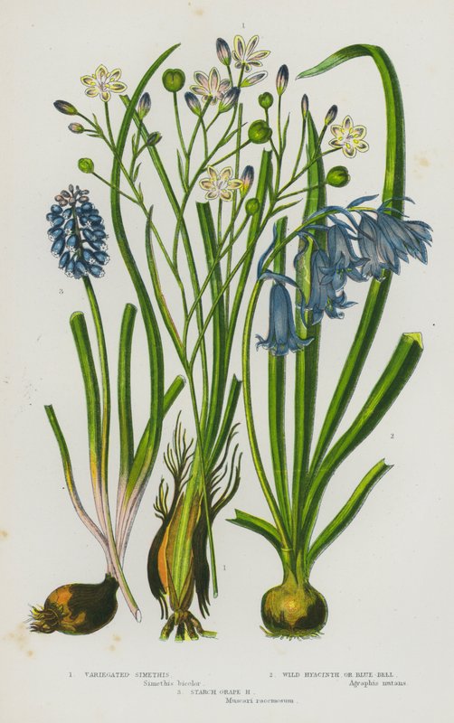 Flowering Plants of Great Britain: Variegated Simethis, Wild Hyacinth or Blue-Bell, Starch Grape Hyacinth by English School