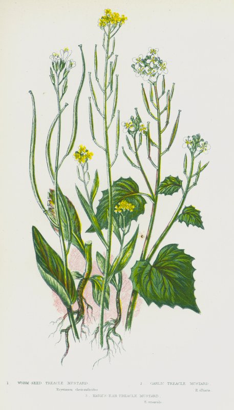 Flowering Plants of Great Britain: Worm-Seed Treacle Mustard, Garlic Treacle Mustard, Hare