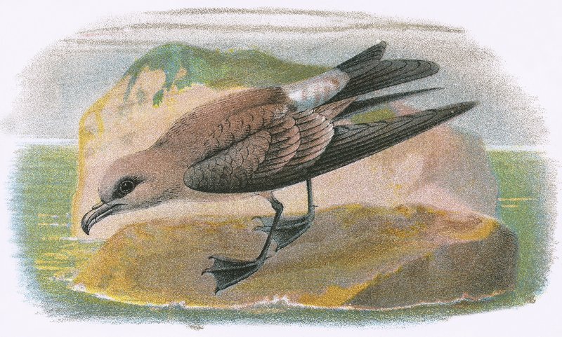 Fork Tailed Petrel by English School