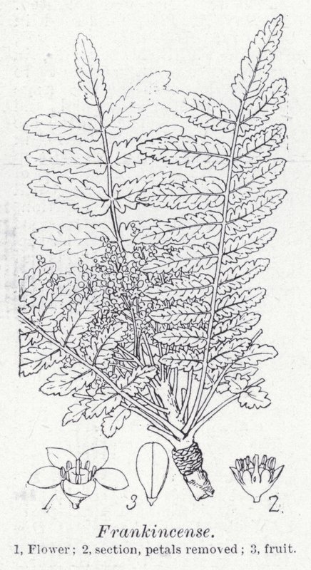 Frankincense by English School