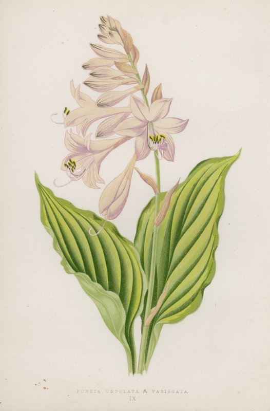 Funkia Undulata; B Variegata by English School