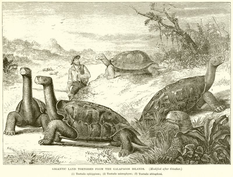 Gigantic Land Tortoises from the Galapagos Islands by English School