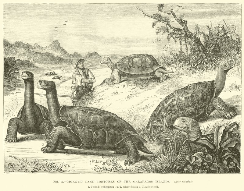 Gigantic Land Tortoises of the Galapagos Islands by English School