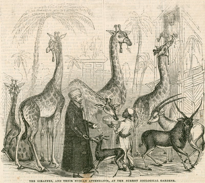 Giraffes and their Nubian attendants at the Surrey Zoological Gardens, London by English School