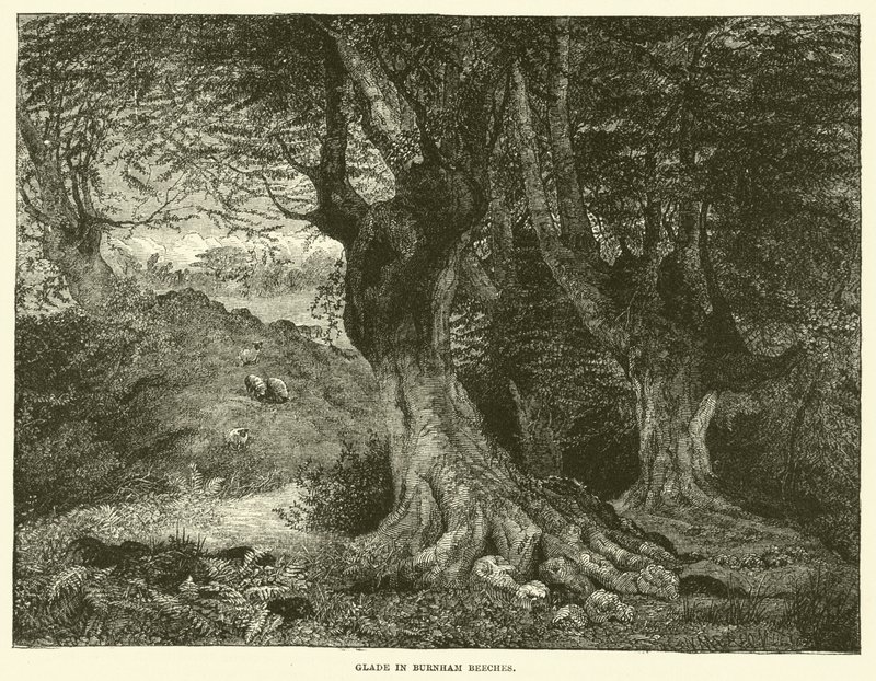 Glade in Burnham Beeches by English School