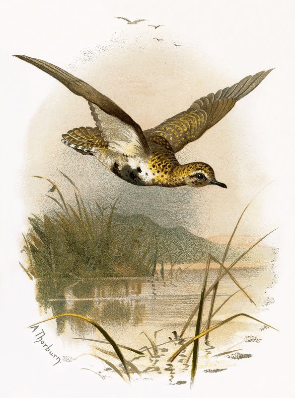 Golden Plover by English School