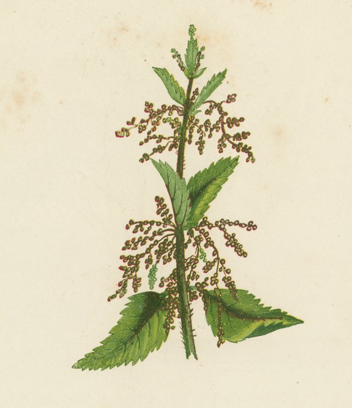 Green Nettle, Urtica Dioica by English School