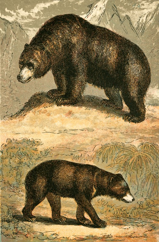 Grizzly Bear and Malay Bear by English School