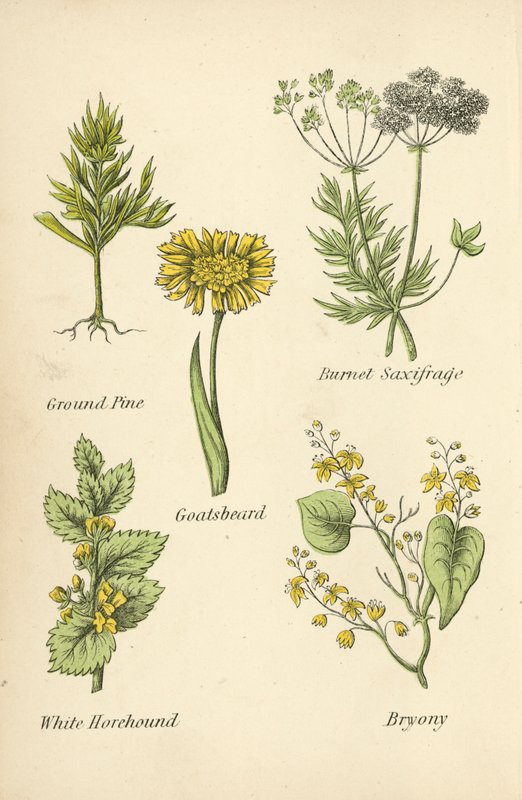 Ground Pine, Burnet Saxifrage, Goatsbeard, White Horehound, Bryony by English School