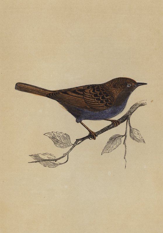 Hedge Sparrow by English School